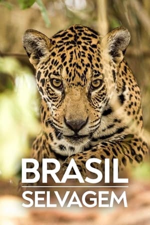 Brazil Untamed Season  2 online