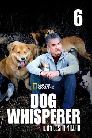 Dog Whisperer Season 6 online free