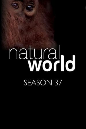 Natural World Season  37 online