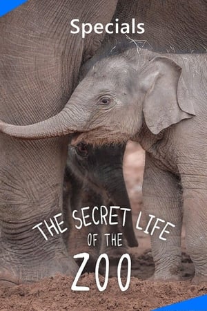 The Secret Life of the Zoo Season  0 online